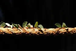 Ants crawling across a rope